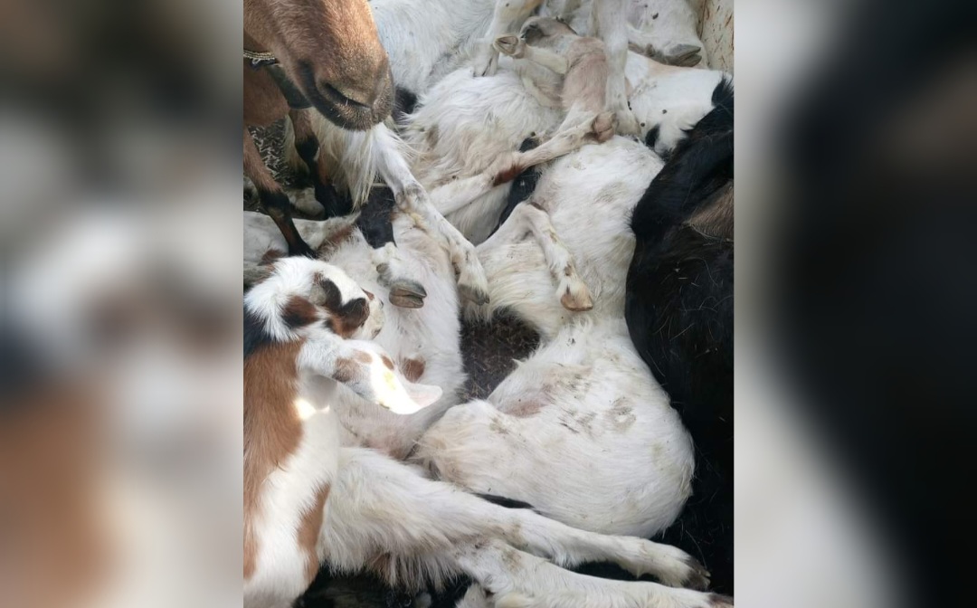 الوسلاتية..نفوق 45 رأس غنم بسبب تناولهم دواء فتاك